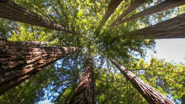 How Our Tree Care Process Works  in  Discovery Bay, CA