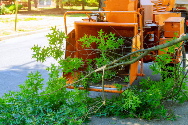 Reliable Discovery Bay, CA Tree Services Solutions